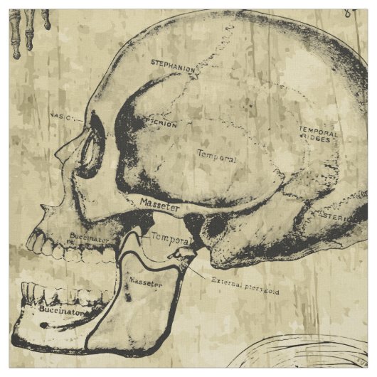 Tissu Structure anatomique vintage (Échantillon)