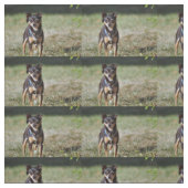 Tissu Taco (Échantillon)