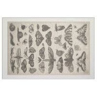 Tapisserie vintage de lépidoptères d'entomologie