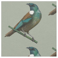 Tui New Zealands Bird