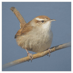 Tissu Un curieux Wren de Bewick's Wren dans l'arbre