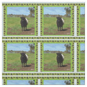 Tissu Vache Galloway Ceintée Femme encadrée, (Échantillon)
