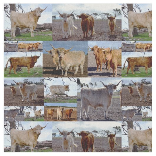 Tissu Vaches Highland Dans Un Collage Photo, (Fermer)