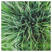 Tissu Véritable Motif d'herbe dans les tons vert vif (Fermer)