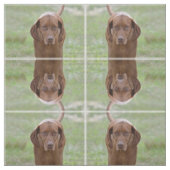 Tissu Vizsla aimable (Échantillon)