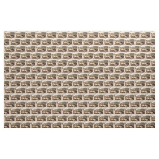 Tissu Young sea lion (Yard)