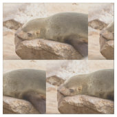 Tissu Young sea lion (Fermer)