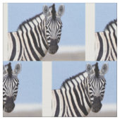 Tissu Zebra looking at you (Fermer)