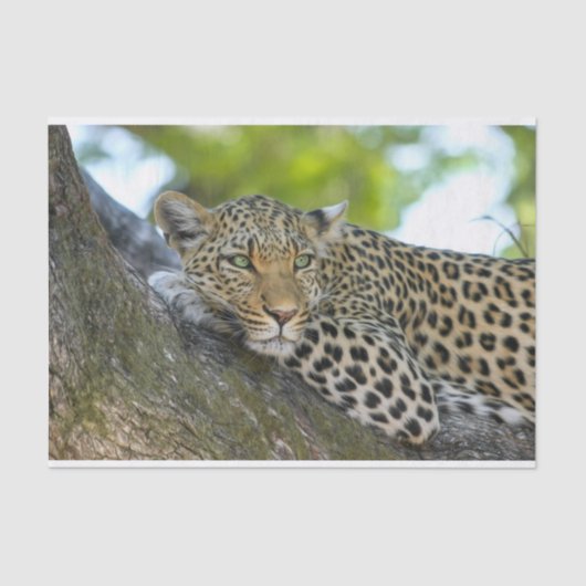 tissuepapier van boomluipaard (Voorkant)