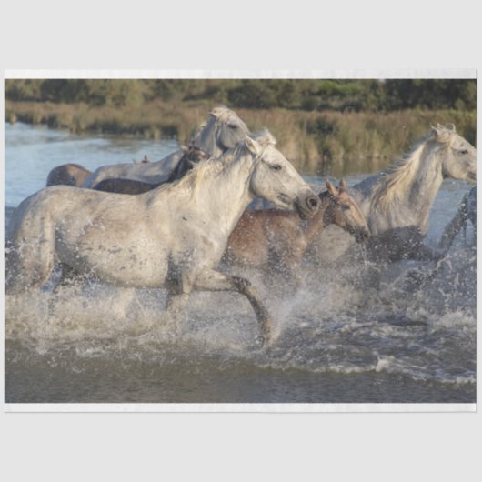 tissuepapier voor paarden (Voorkant)