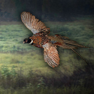 TITEL : " PHESANT OP ZOEK NAAR PROOI : POSTER