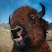 TITEL : " PHESANT OP ZOEK NAAR PROOI : POSTER