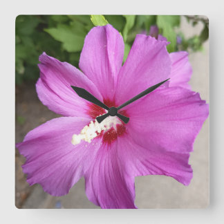 Titel Roze Hibiscus Bloem Bloemrijk Natuur Klok