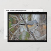 Titelmuis (Baeolophus bicolor) Briefkaart (Voorkant / Achterkant)