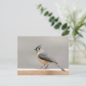 Titelmuis Briefkaart (Staand voorkant)