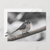 Titelmuis Briefkaart (Voorkant / Achterkant)