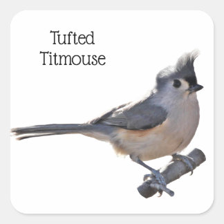 Titelmuis Vierkante Sticker