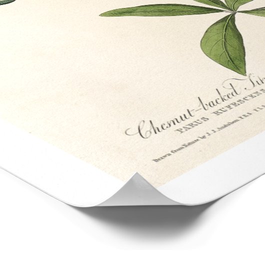 Titmouse par Audubon Poster (Coin)