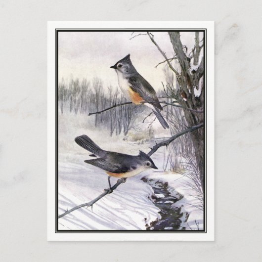  Titmouse - Robert Bruce Horsfall Briefkaart (Voorkant)