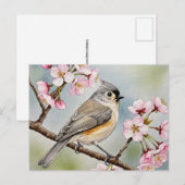 Titsouris, Sakura, carte postale du printemps (Devant / Derrière)