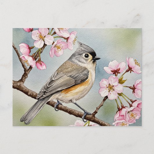 Titsouris, Sakura, carte postale du printemps (Devant)
