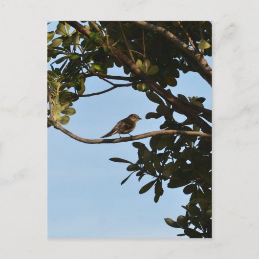Tjiftjaf Briefkaart (Voorkant)
