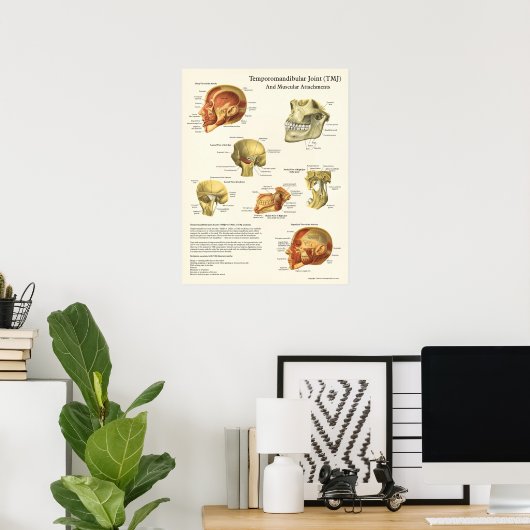 TMJ Poster voor anatomie en spierattachés (Thuiskantoor)