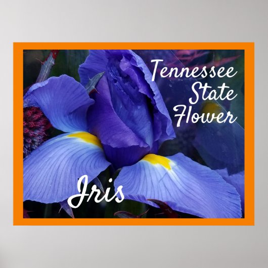 TN Iris Poster Tennessee State Flower (Devant)