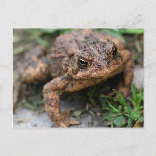Toad Face Close Up Natuur Briefkaart (Voorkant)