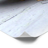 Toad Frog Animal Amfibian Fotografie Poster (Hoek)