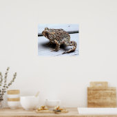 Toad Frog Animal Amfibian Fotografie Poster (Keuken)