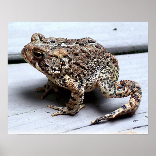 Toad Frog Animal Amfibian Fotografie Poster (Voorkant)