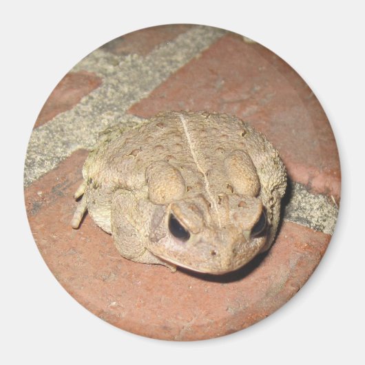 Toad Frog Magnet Magneet (Voorkant)