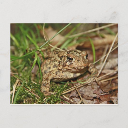 Toad in de gras briefkaart (Voorkant)
