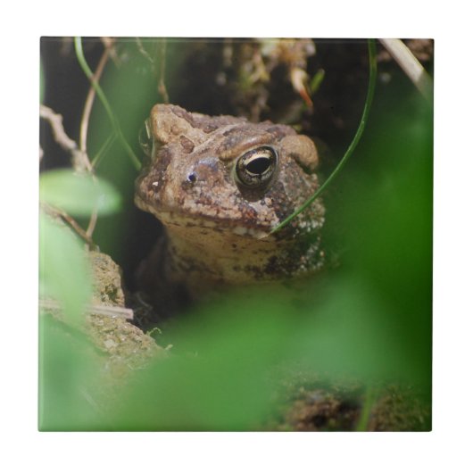 Toad in een tegeltje (Voorkant)