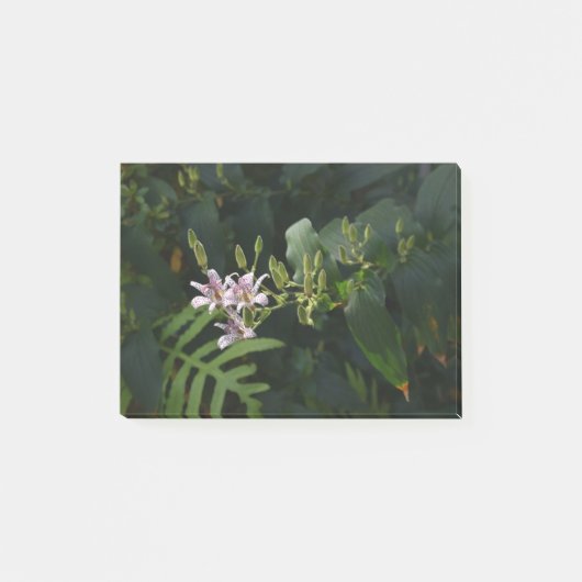 Toad Lily in de schijnwerpers. Post-it® Notes (Voorkant)