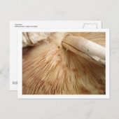 Toad Stool Briefkaart (Voorkant / Achterkant)