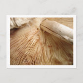 Toad Stool Briefkaart (Voorkant)