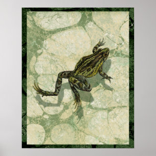 Toad Swinning in het water Poster