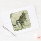 Toad Swinning in het water Vierkante Sticker (Envelop)