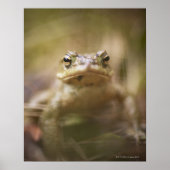 Toad van de Dag Poster (Voorkant)