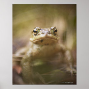 Toad van de Dag Poster