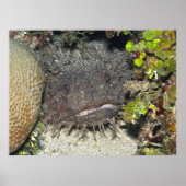 Toadfish Peeking Poster (Voorkant)