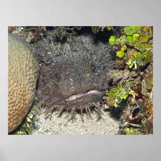 Toadfish Peeking Poster (Voorkant)