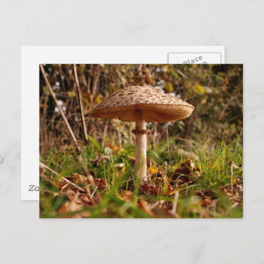 Toadstool Briefkaart (Voorkant / Achterkant)