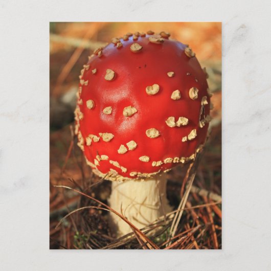 Toadstool briefkaart (Voorkant)