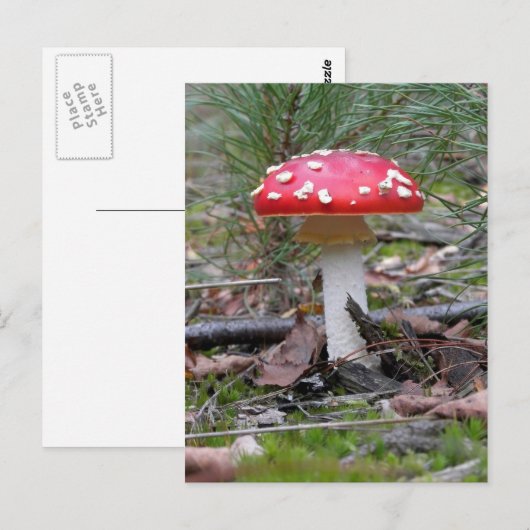 Toadstool paddenstoel briefkaart (Voorkant / Achterkant)