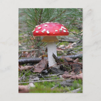 Toadstool paddenstoel briefkaart