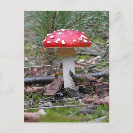 Toadstool paddenstoel briefkaart (Voorkant)