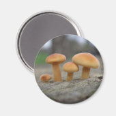 Toadstools Macro Magnet Magneet (Voorkant / Achterkant)